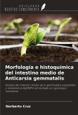 Morfología e histoquímica del intestino medio de Anticarsia gemmatalis