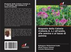 Risposta della Celosia (Celosia A. L.) all'azoto, alla semina e al tasso di semina