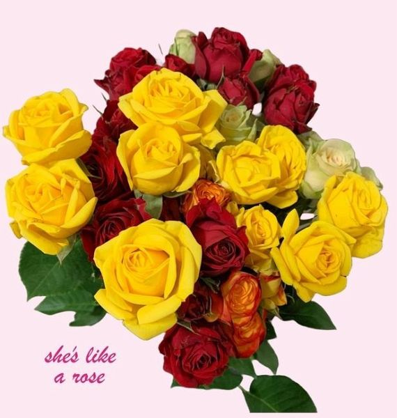 She's Like A Rose She's Like A Rose