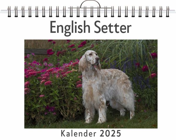 English Setter