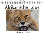 Afrikanischer Löwe