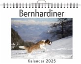 Bernhardiner Bernhardiner
