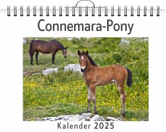 Connemara-Pony - Münch, Ben