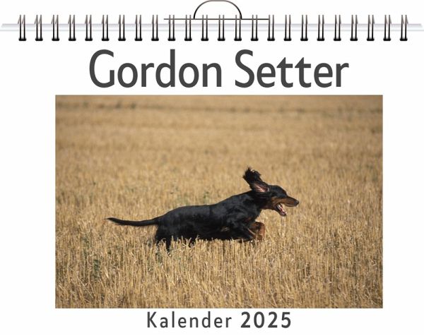 Gordon Setter Gordon Setter