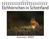 Eichhörnchen in Schottland Eichhörnchen in Schottland
