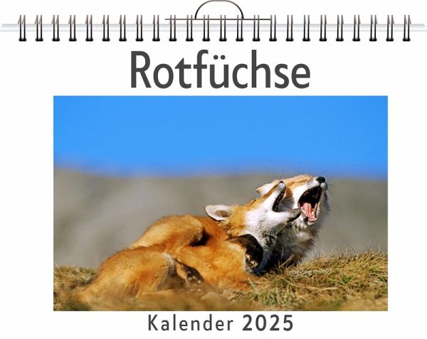 Rotfüchse Rotfüchse