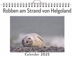 Robben am Strand von Helgoland