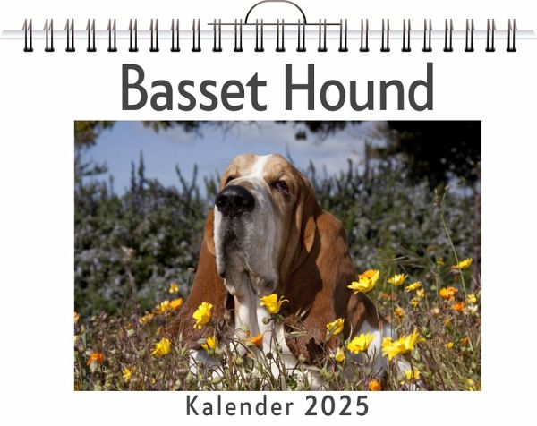 Basset Hound