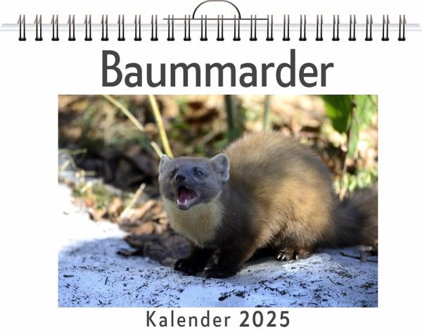 Baummarder Baummarder