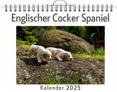 Englischer Cocker Spaniel Englischer Cocker Spaniel
