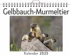 Gelbbauch-Murmeltier