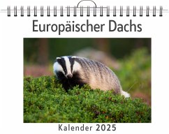 Europäischer Dachs - Keller, Florian