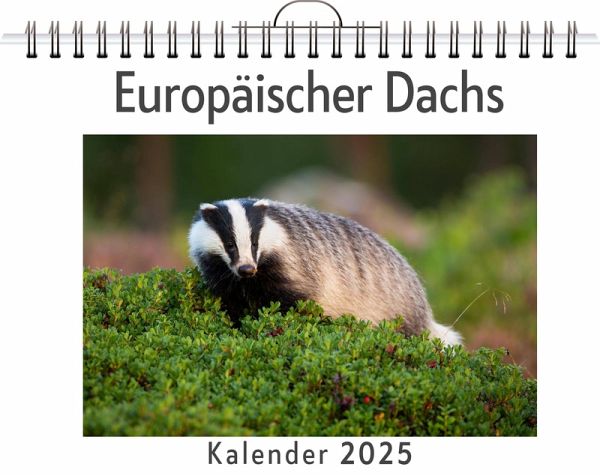 Europäischer Dachs