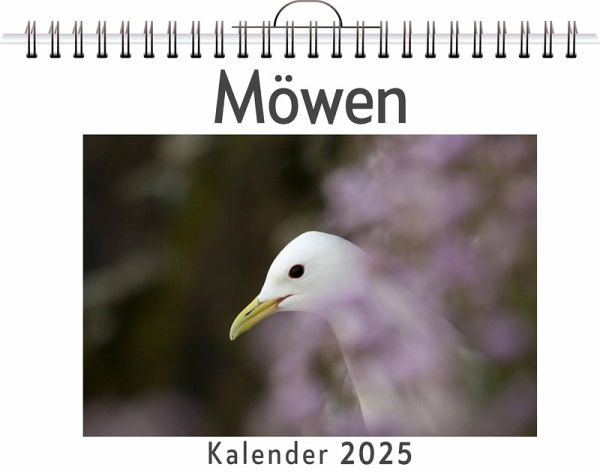 Möwen Möwen