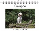 Cavapoo Cavapoo