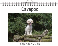 Cavapoo - Schröder, Matteo