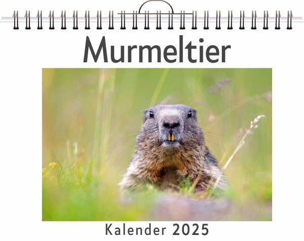 Murmeltier