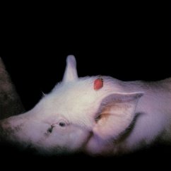 Cover Strawberries (40th Anniversary 2 Cd Edition)