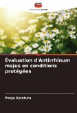 Évaluation d'Antirrhinum majus en conditions protégées