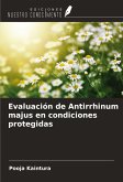 Evaluación de Antirrhinum majus en condiciones protegidas