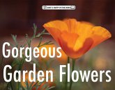 Gorgeous Garden Flowers (Short & Snappy Picture Books, #1) (eBook, ePUB) Gorgeous Garden Flowers (Short & Snappy Picture Books, #1) (eBook, ePUB)