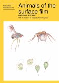 Animals of the surface film (eBook, ePUB)