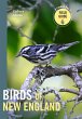 Birds of New England (eBook, ePUB) - Bild 1