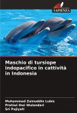 Maschio di tursiope indopacifico in cattività in Indonesia Maschio di tursiope indopacifico in cattività in Indonesia