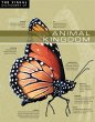 Visual Dictionary of Animal Kingdom... - Bild 1