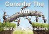 Consider The Ant - God's Tiny Preachers... - Bild 1