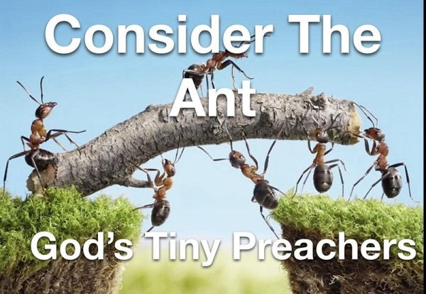 Consider The Ant - God's Tiny Preachers (eBook, ePUB) Consider The Ant - God's Tiny Preachers (eBook, ePUB)