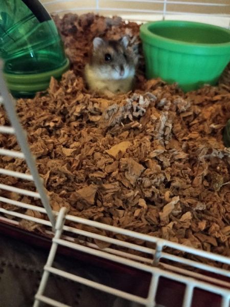 Hamster Safety and Care (eBook, ePUB) Hamster Safety and Care (eBook, ePUB)