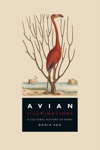 Avian Illuminations (eBook, ePUB)