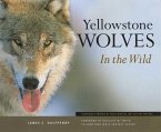 Yellowstone Wolves in the Wild (eBook, ePUB)