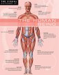 Visual Dictionary of The Human Being... - Bild 1