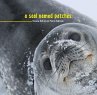 Seal Named Patches (eBook, PDF) - Bild 1