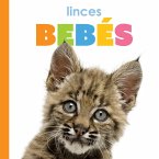 Linces Bebés