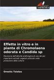 Effetto in vitro e in pianta di Chromolaena odorata e Candida sp