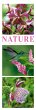 Nature Triplet-Kalender 2026 - Bild 1