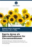 Egeria densa als Nährstoffsubstrat für Ziersonnenblumen Egeria densa als Nährstoffsubstrat für Ziersonnenblumen