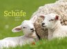 Schafe Kalender 2026 - Bild 1