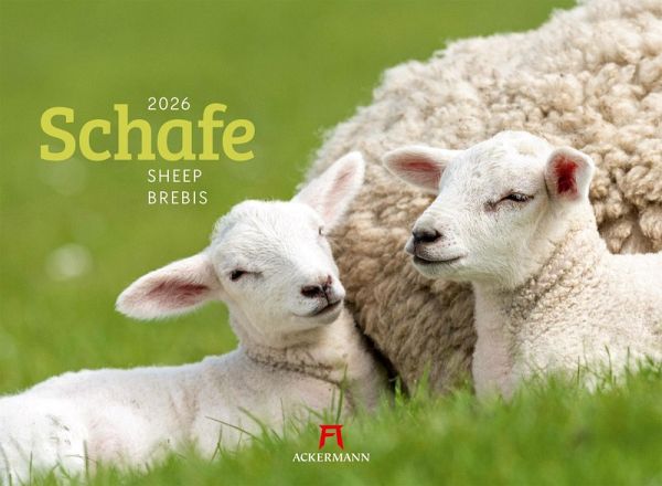 Schafe Kalender 2026