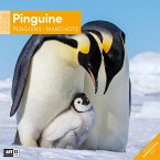 Pinguine Broschürenkalender 2026 - 30x30 - Art12