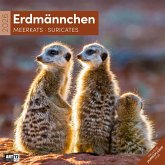 Erdmännchen Broschürenkalender 2026 - 30x30 - Art12 Erdmännchen Broschürenkalender 2026 - 30x30 - Art12