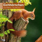 Eichhörnchen Kalender 2026 - 30x30 Eichhörnchen Kalender 2026 - 30x30