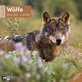 Wölfe Broschürenkalender 2026 - 30x30 - Art12 Wölfe Broschürenkalender 2026 - 30x30 - Art12