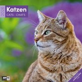 Katzen Kalender 2026 - 30x30