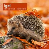 Igel Broschürenkalender 2026 - 30x30 - Art12 Igel Broschürenkalender 2026 - 30x30 - Art12