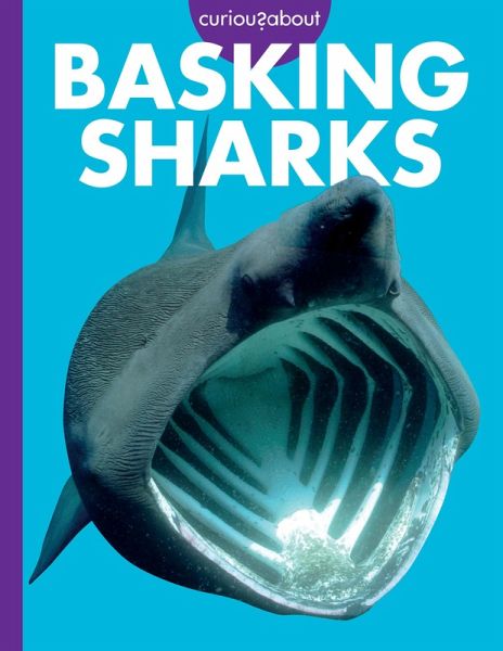 Curious about Basking Sharks Curious about Basking Sharks