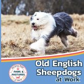Old English Sheepdogs at Work Old English Sheepdogs at Work